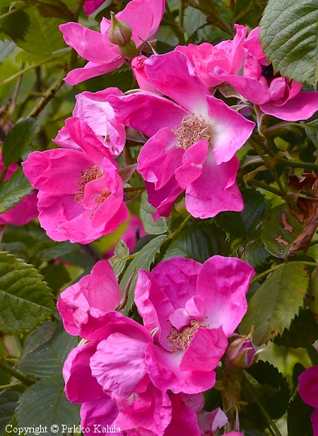 Rosa Centifolia-ryhmä 'Loiste'